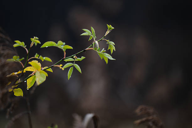 A delicate branch with fresh green and yellow leaves extends into a softly blurred background. The gentle natural light highlights the vibrant foliage, symbolizing renewal, growth, and the quiet beauty of nature.