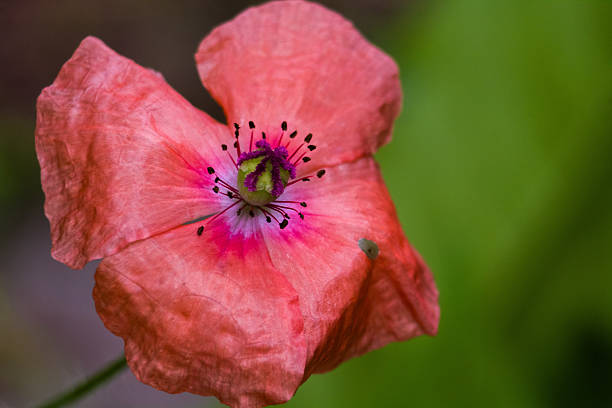 Close-up of a pink flower with stamens and pistil