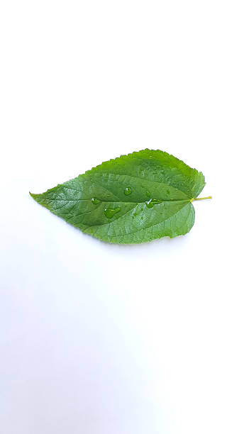 istock Muntingia calabura plant 2246613631