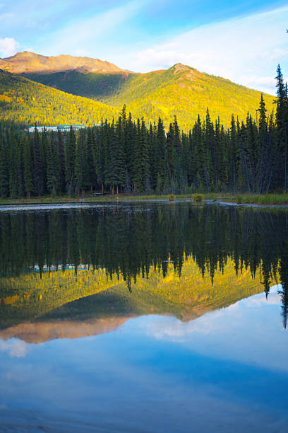 Bask in the warmth and serenity of Alaska’s late-day light with this radiant photograph captured along a trail in Denali National Park. Sunlit mountains glow in brilliant gold, mirrored perfectly in the still, glass-smooth lake below. Towering evergreens rise from the shoreline, contrasting beautifully with the vibrant sky and the rich colors of the surrounding hills. This peaceful, dreamlike scene captures the essence of Denali’s quiet majesty—ideal for nature lovers, outdoor enthusiasts, or anyone seeking a piece of wilderness tranquility to brighten their home or workspace