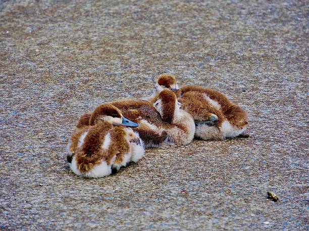 Three Shell Ducklings huddled together on the edge of a pavement near the Wildlife Reserve they live in Auckland. Their parents are nearby. The parents walk their Ducklings to and from the reserve, sometimes to a park across the road using a zebra crossing.