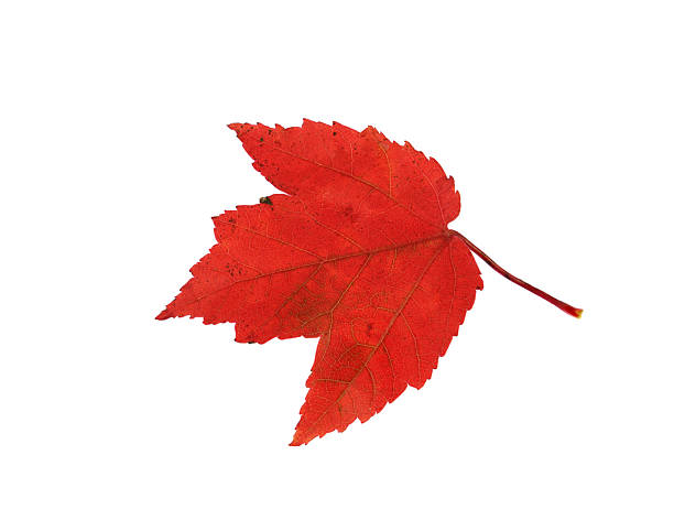 istock real colorful maple leaf isolated on white background 2246617275