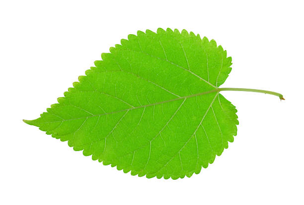 istock fresh green leaf isolated on white background 2246617324
