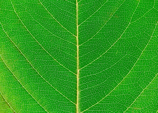 istock close up on green autumn leaf texture 2246617499