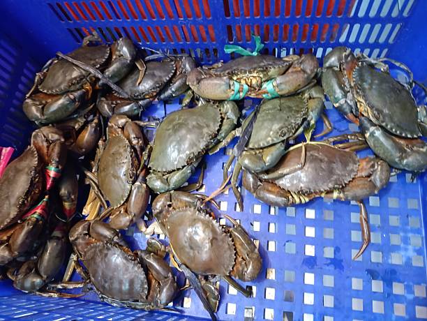 crab