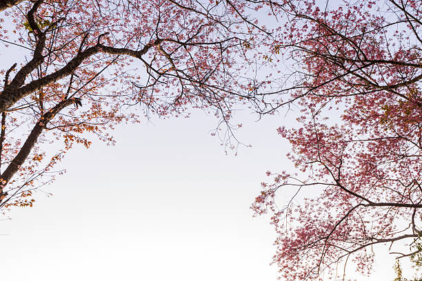 Wild Himalayan Cherry (Prunus cerasoides) or thai sakura flower