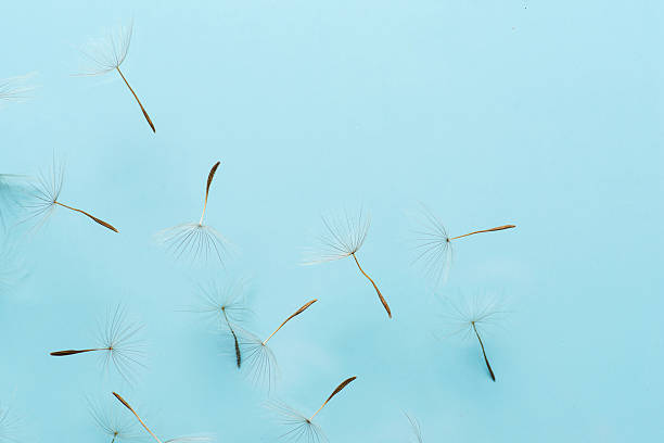 This captivating image features delicate dandelion seeds floating effortlessly against a vibrant blue background, symbolizing freedom, nature, and the beauty of ephemeral moments in life.