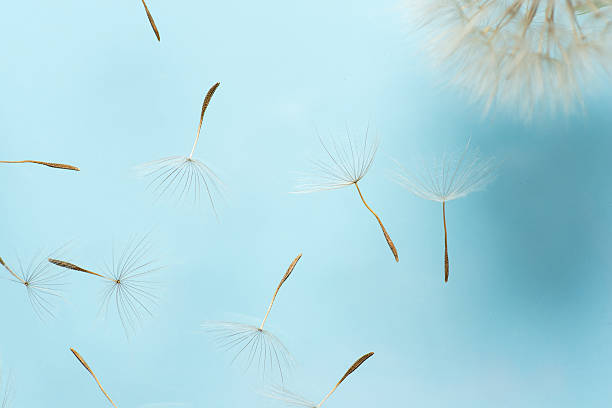 This image beautifully showcases dandelion seeds gently floating in the air against a soothing blue backdrop, evoking a sense of peace, freedom, and the beauty of nature's fragile wonders.