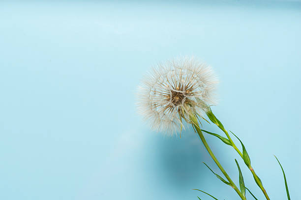 A captivating dandelion seed head showcased against a serene blue background, highlighting the intricate beauty of nature and the delicate, ephemeral qualities of flowers in their final stages of life.