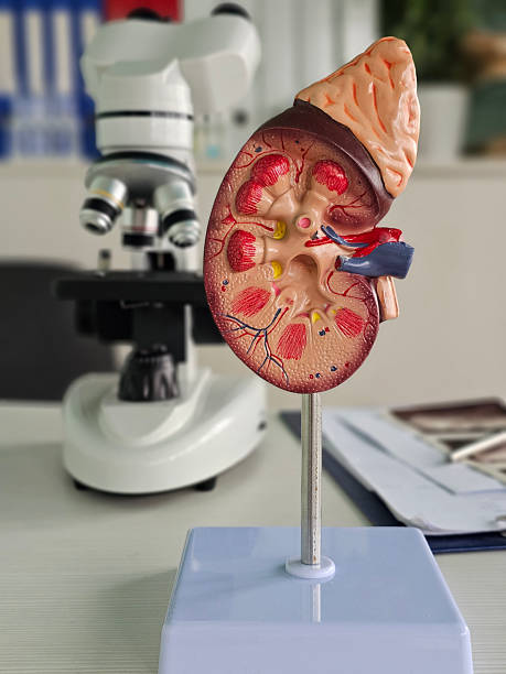 istock Detailed kidney model on display in a laboratory with a microscope in the background, showcasing anatomical features 2246624197