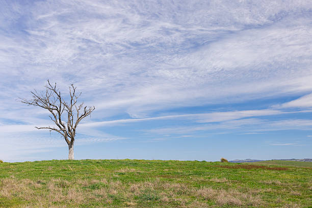Dead gnarly gum tree in a green field with blue sky and wispy clouds backdrop