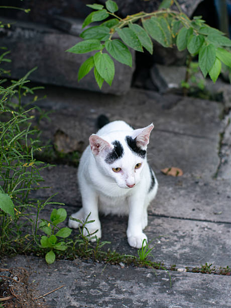 White Cat with Black Spots Standing on Street Pavement Looking Up at Camera
