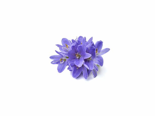 Water hyacinth flower (Pontederia crassipes) isolated on white background. Botanical photography for creative design