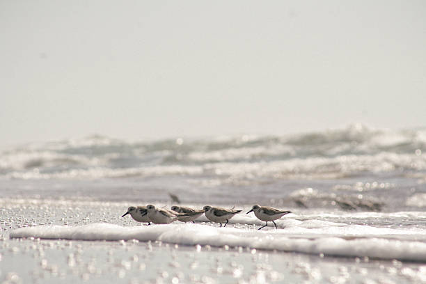 istock California Sandpipers 2246639386