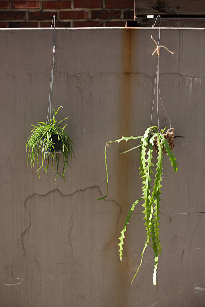 istock Hanging Epiphytic Cacti Against Minimal Concrete Wall in Natural Sunlight – Vertical Botanical Composition 2246639418