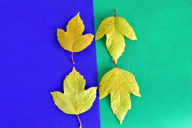 Yellow leaves created a pattern on a blue-green background.