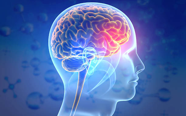 istock Human brain and head anatomy 2246640529