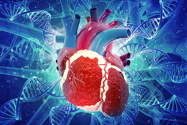 istock DNA strands connecting to a human heart 2246640910