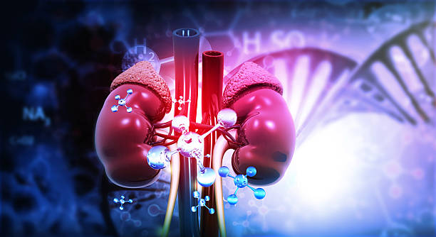 istock Human kidney anatomy with chemical molecules on scientific background 2246643629