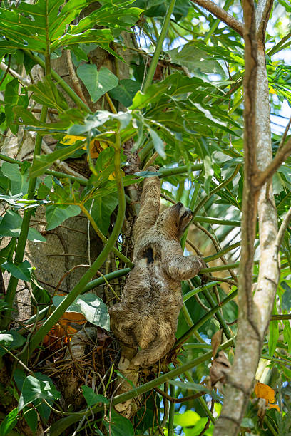 istock Three-toed sloth climbing tree in tropical rainforest canopy 2246645608