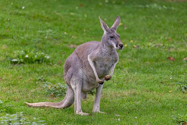 A kangaroo standing on green grass in a natural setting, showcasing its strong legs and tail.