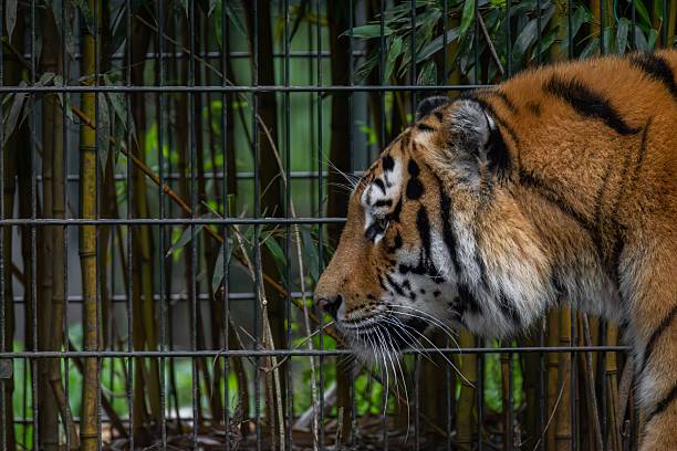 A majestic tiger in a zoo enclosure surrounded by bamboo, showcasing its striking stripes and intense gaze.