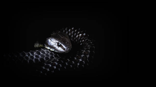 istock Tasmanian Tiger Snake, notechis scutatus humphreysi, on black with copyspace. A venomous snake endemic to Tasmania and found around water, such as swamps and welands. Its venom is a deadly neurotoxin. 2246646550