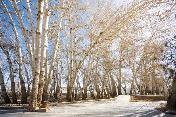 A Serene Winter Scene of White Birch Trees in a Park with Sunlight Filtering Through Bare Branches