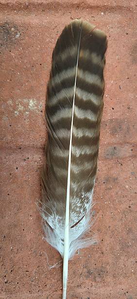 istock Grey and white striped bird feather on a brick, animal part, close up 2246648031