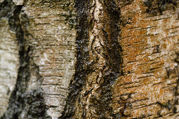 Reddish-brown flaky tree bark close-up abstract textured background
