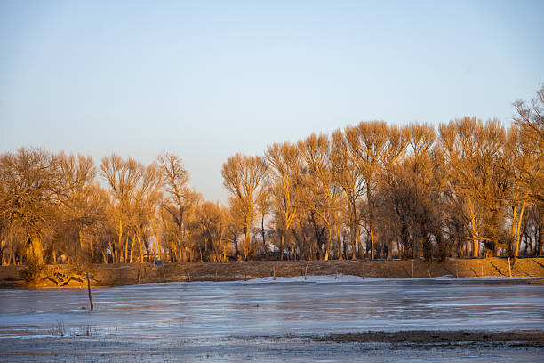 Frozen Lake and Golden Trees at Winter Sunset