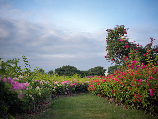 istock A Serene Garden Path Lined with Blooming Roses and Colorful Flowers Under a Soft Blue Sky 2246649288