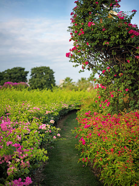 A Serene Garden Path Lined with Blooming Pink and Red Flowers on Both Sides