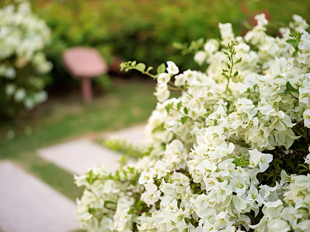 White Flowers Blooming in a Serene Garden Pathway