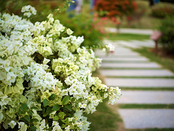 White Flowers in Full Bloom Beside a Garden Pathway
