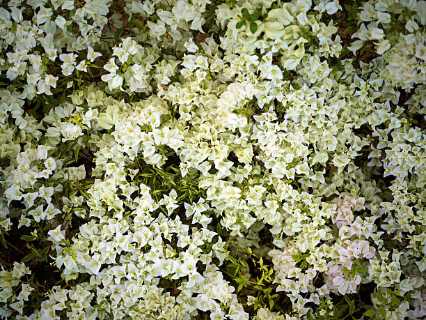 A Dense Cluster of Blooming White Small Flowers in Full Bloom