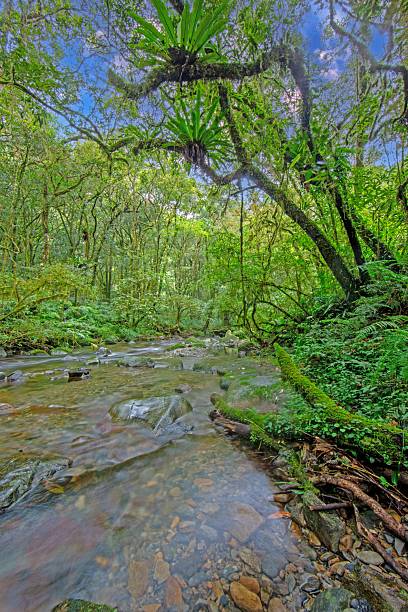 istock Rainforest stream with moss covered rocks in Taiwan 2246651599