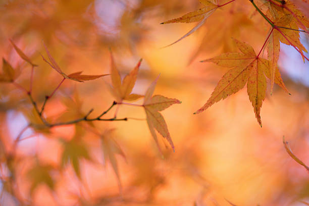 istock autumn leaves 2246653296