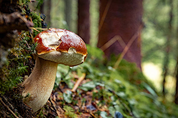 istock White mushroom in a mountain forest. Wet forest with mushrooms. 2246653738