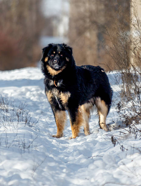 istock A black and brown dog is standing in the snow 2246654192