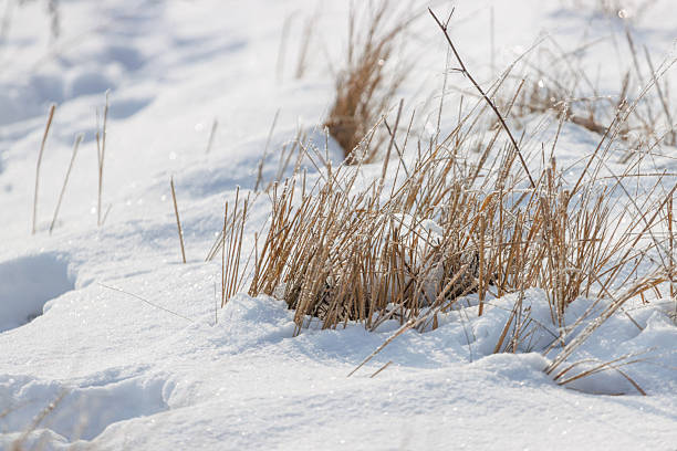 A patch of snow covered ground with some grass. The snow is white and fluffy