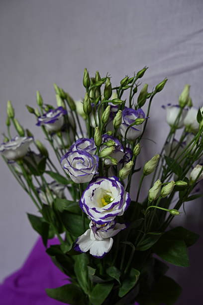 istock Elegant Bouquet: White and Purple Lisianthus for Formal Holiday Greetings 2246654630