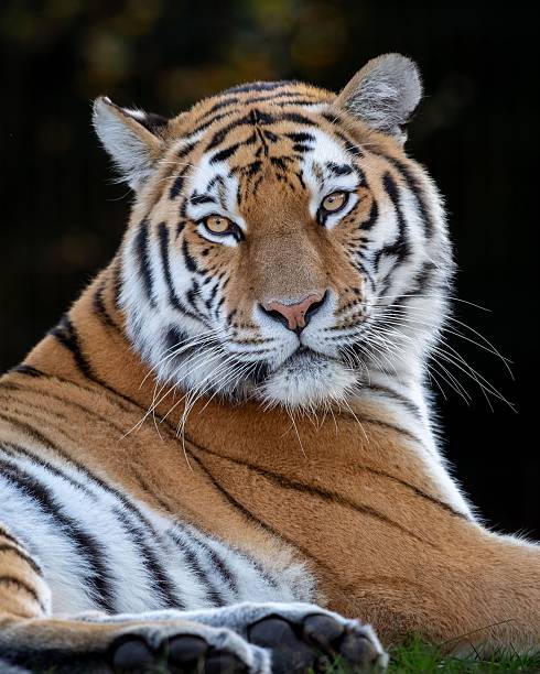 istock Majestic Tiger Close-Up with Striking Stripes 2246656602
