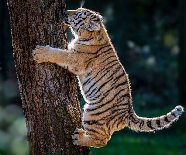 istock Young tiger cub climbing a tree in sunlight. 2246656605