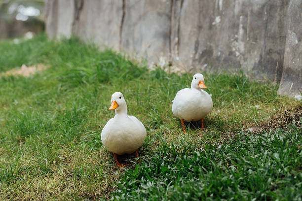 Two adorable white ducks stroll gracefully across the lush green grass in a tranquil park setting, embodying serenity and delightful nature moments.