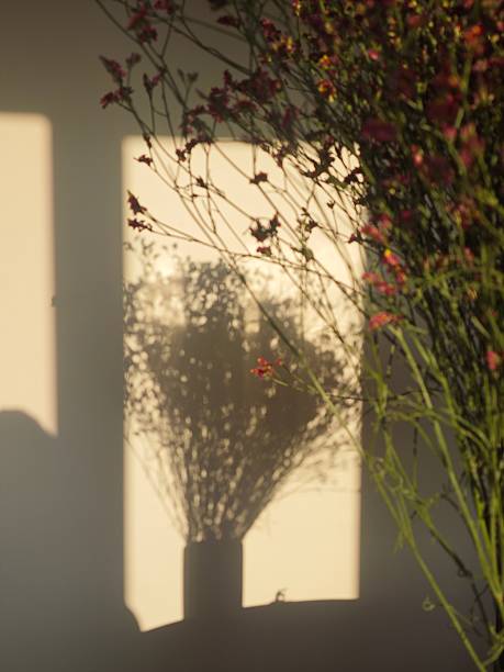 istock a light bouquet of flowers casting sharp shadows on a wall, pierced by bright sunbeams, creating 2246657541