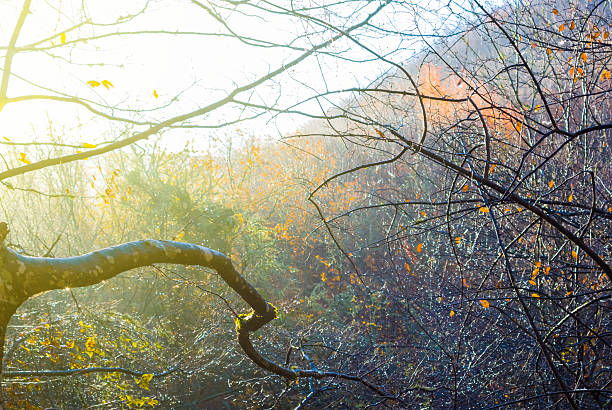 tree branches in water drop lightened by sparkle sun, beautiful seasonal outdoor background