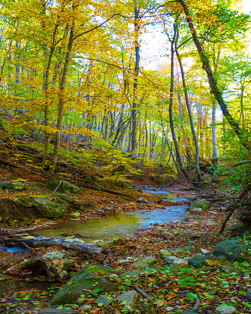 istock small emerald river flow through mountain canyon covered by red dry leaves, autumn mountain river scene 2246657904