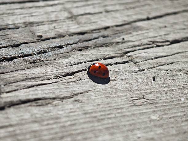 A close-up shot captures a ladybug perched on lichen-covered wood, showcasing the intricate details of nature in a harmonious blend.