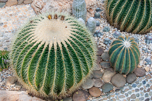 istock Echinocactus grusonii in the garden. 2246659526